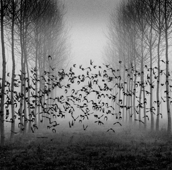 by Philippe Lestrade